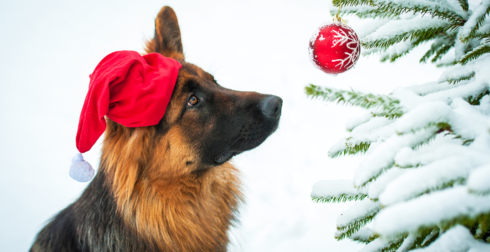 Cani e gatti: come fare un albero di Natale a prova di zampa