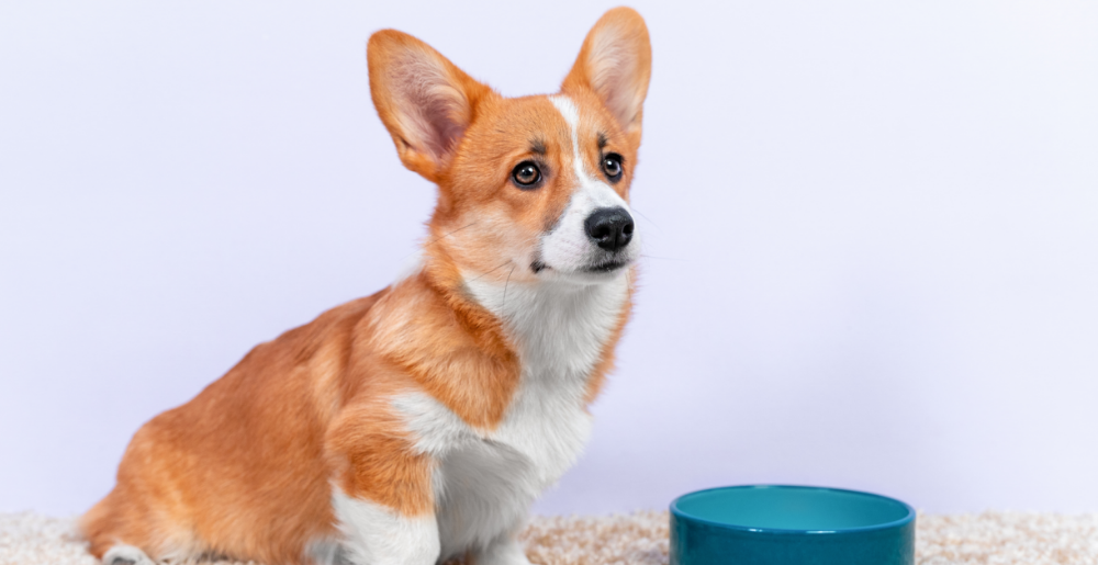 Alimentazione del cane cucciolo: 5 consigli essenziali
