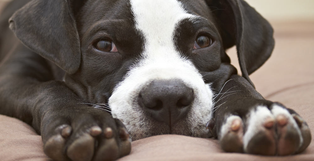 Cani e Petardi: Come proteggerli dai fuochi fuochi d'artificio