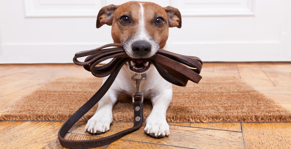 Educare il cane al guinzaglio