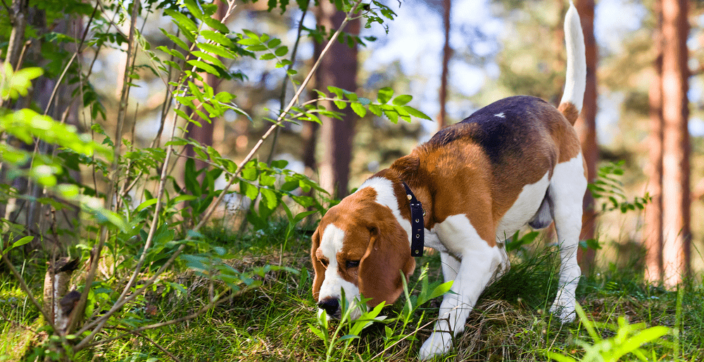 Working Dogs for Conservation - Montana (WDC)