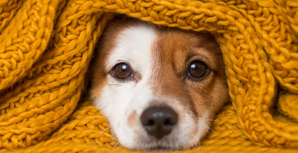 Consigli utili per proteggere il tuo cane dal freddo