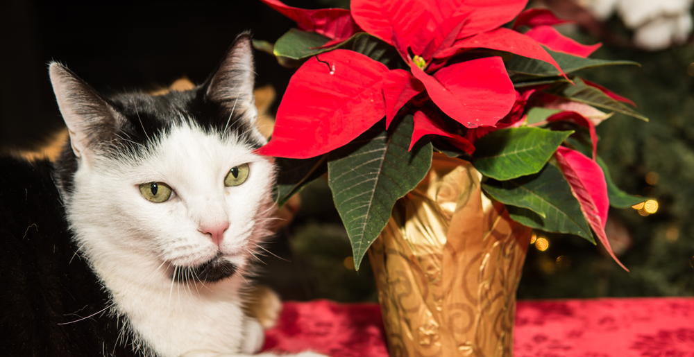 Piante di Natale tossiche per cane e gatto