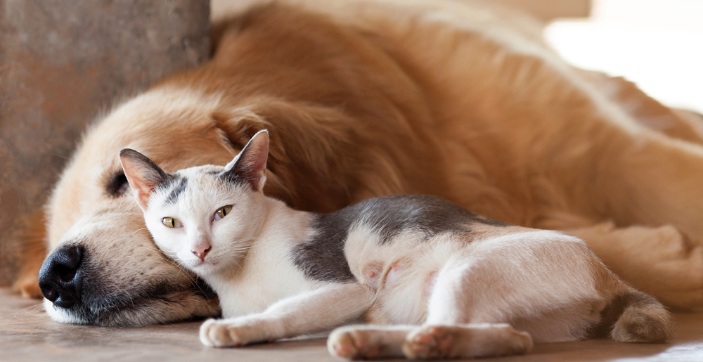 Come proteggere gli animali dal caldo