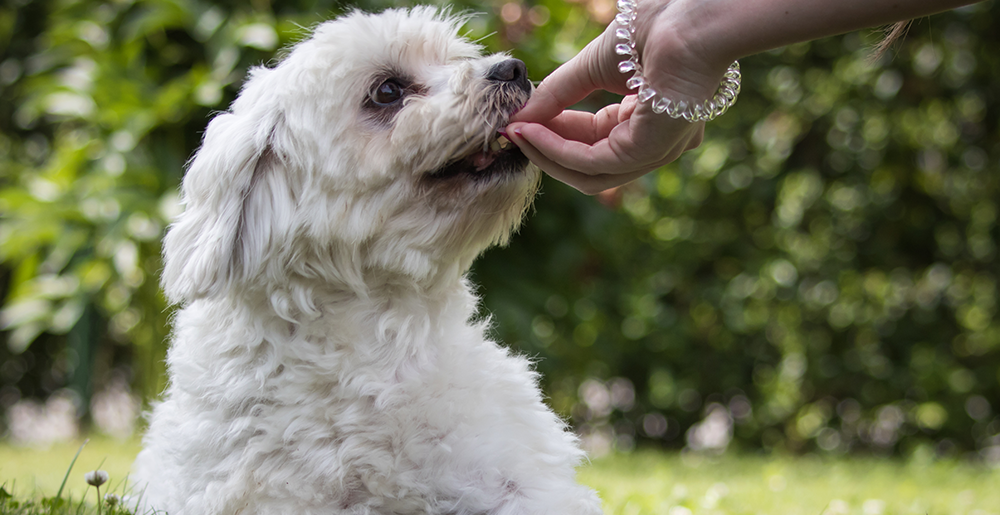 Educazione del cane: lo snack come rinforzo positivo