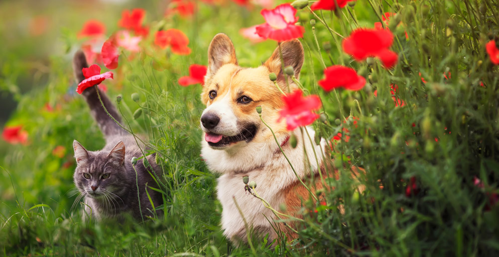 aiutare cane e gatto in primavera