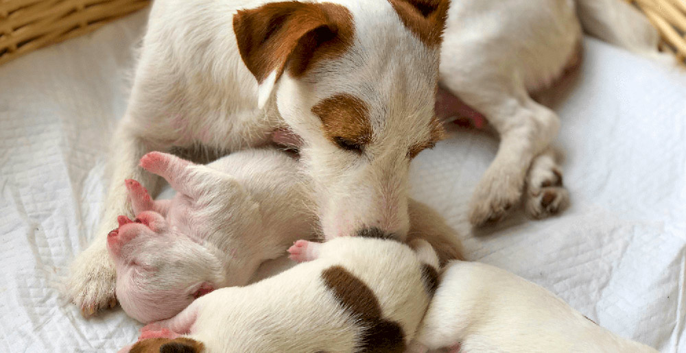 Cane incinta: Gestazione e sintomi del parto