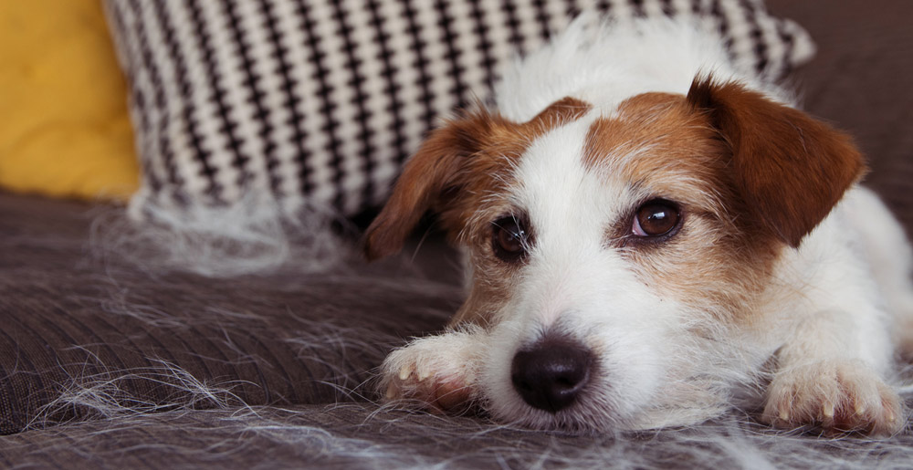 Muta del cane a primavera: come gestirla al meglio