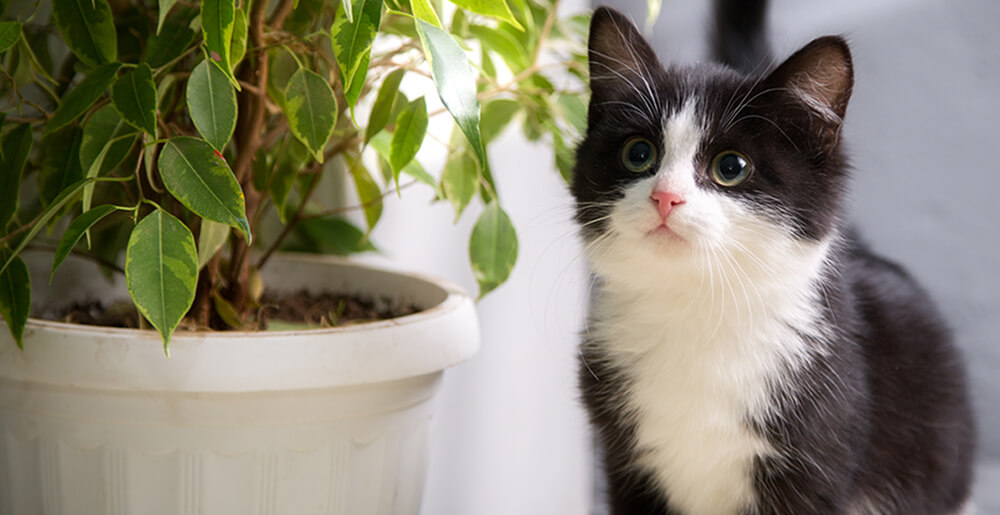 Come accogliere un gattino in casa