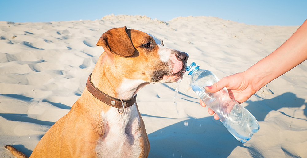 Useful Tips for Your Beach Holiday with Your Dog