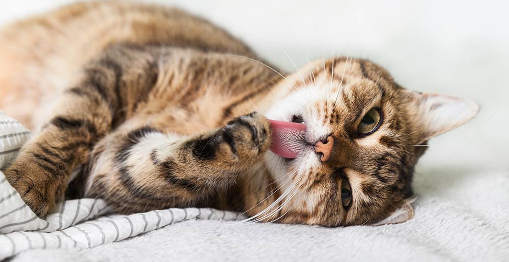 Helping your cat with their autumn shedding