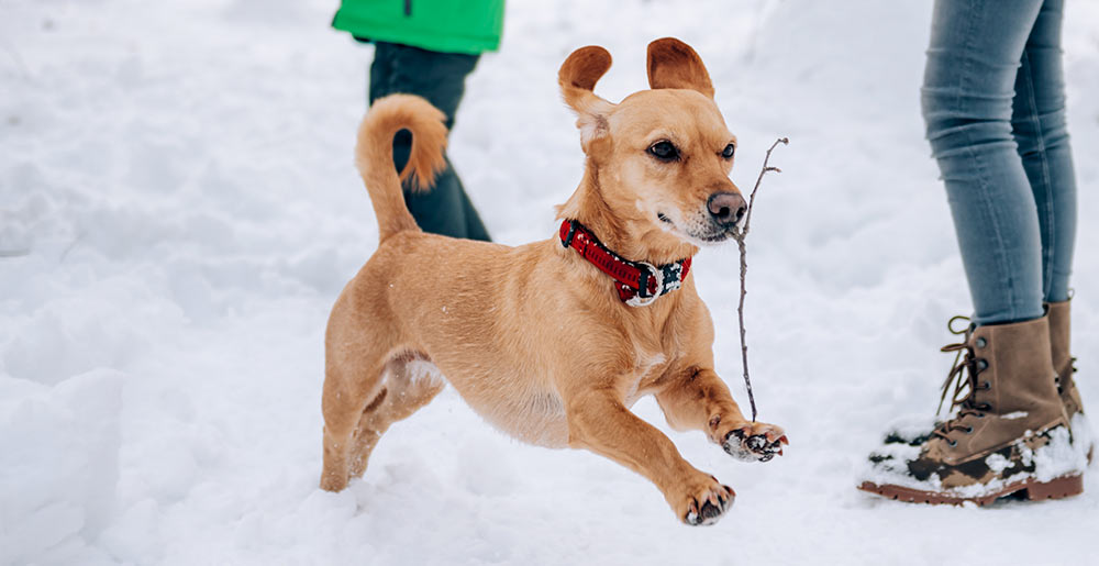 Il cane sulla neve? Precauzioni e consigli