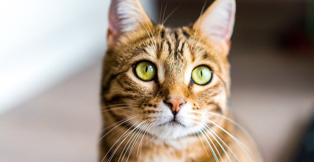 Come rendere felice il nostro gatto: tre consigli e curiosità