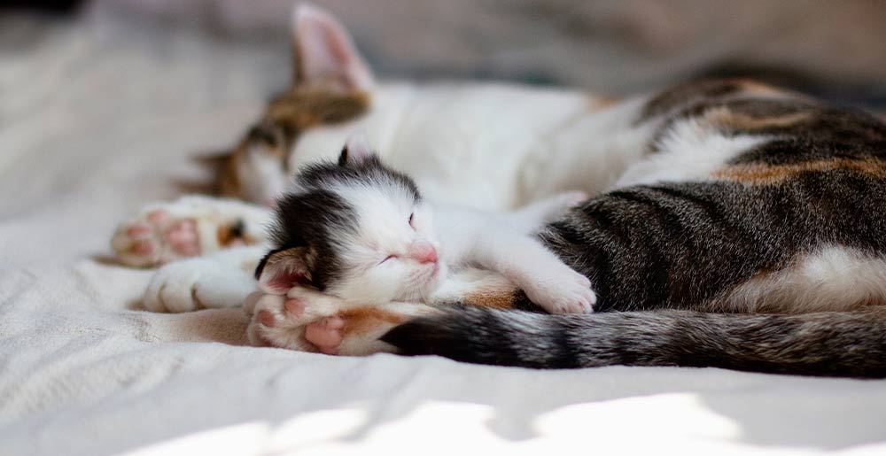 Gattini appena nati: come gestire la relazione con una cucciolata
