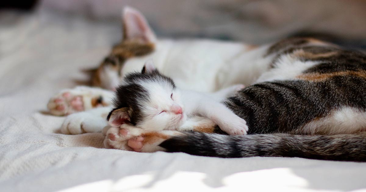 Bedding for sales newborn kittens