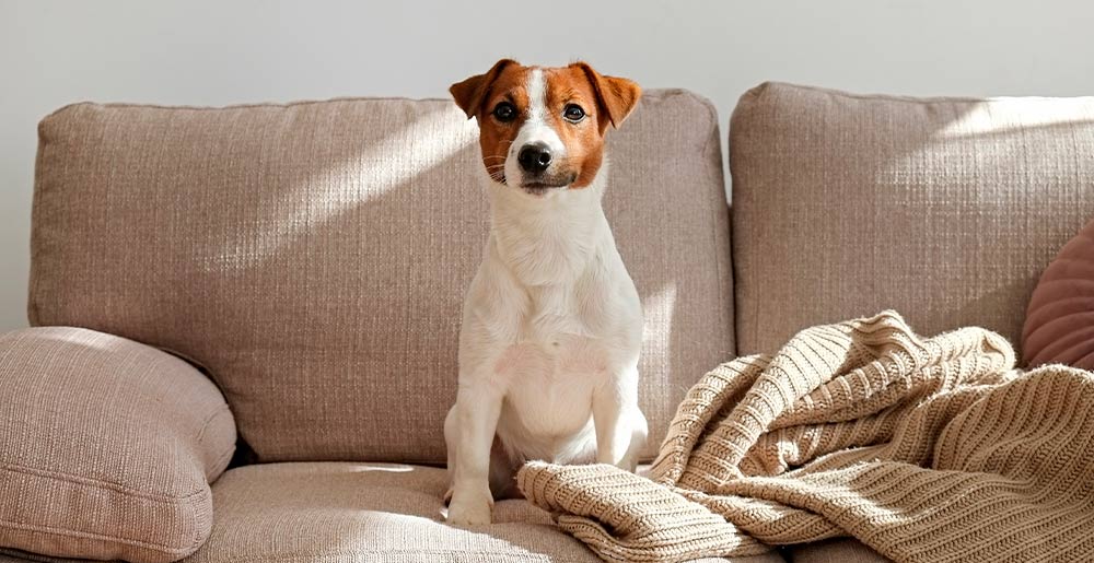 When your dog is home alone: three practical tips to keep them calm and safe
