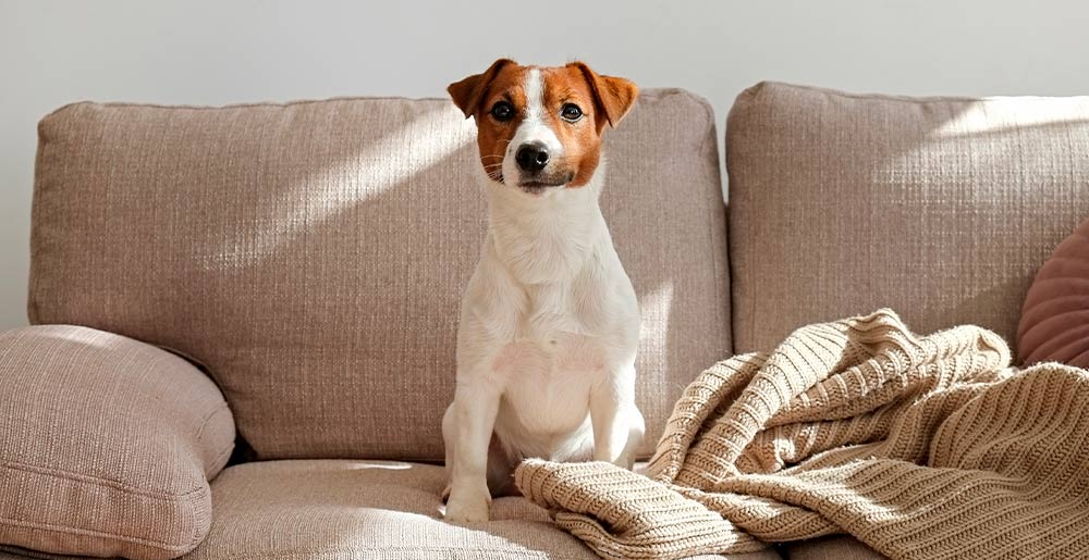 Cane da solo in casa: tre consigli pratici per la sua serenità