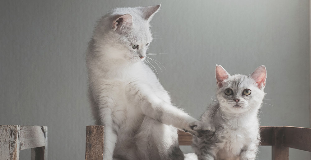 Introducing your new kitten to your cat: three useful tips
