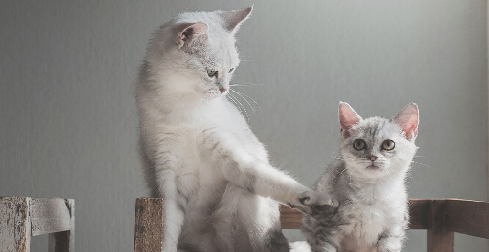 Come introdurre un gattino in una casa dove c’è un altro gatto: tre consigli