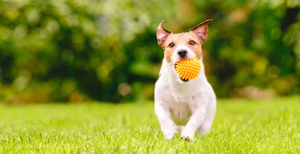 Tre cose da non fare durante le ferie con il tuo cane