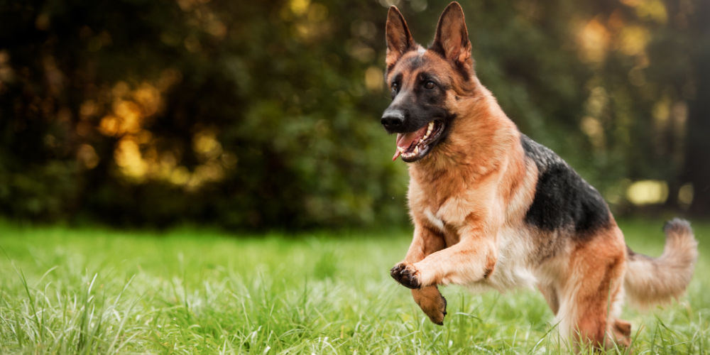 German Shepherd: what you should know