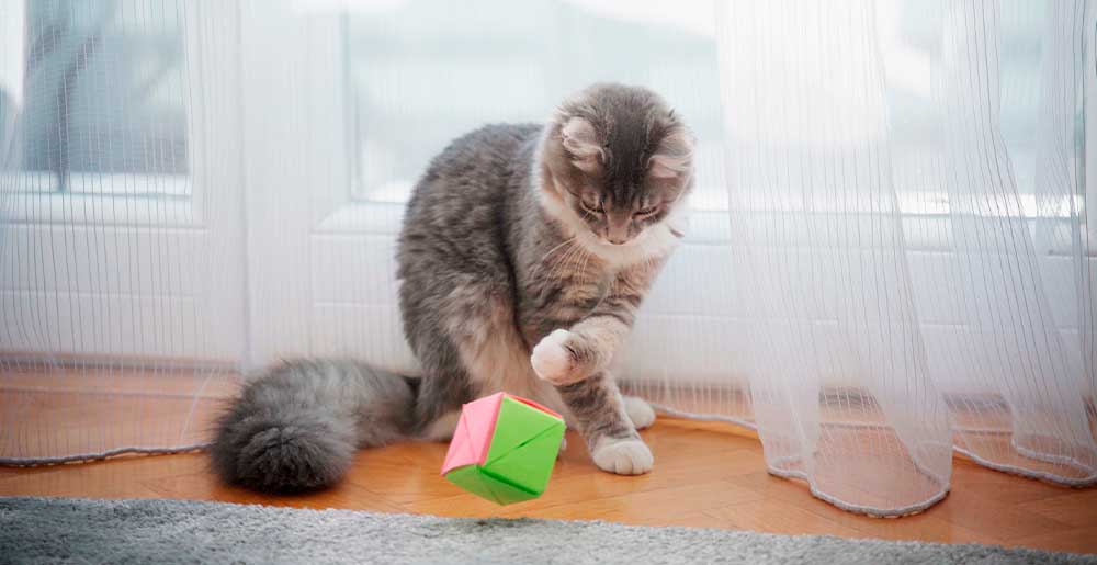 Cats and science: three studies to explain their behaviour