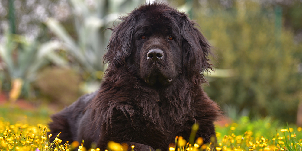 Newfoundland dog: what you should know