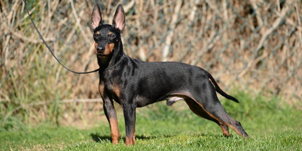 English Toy Terrier: an ancient Breed to discover