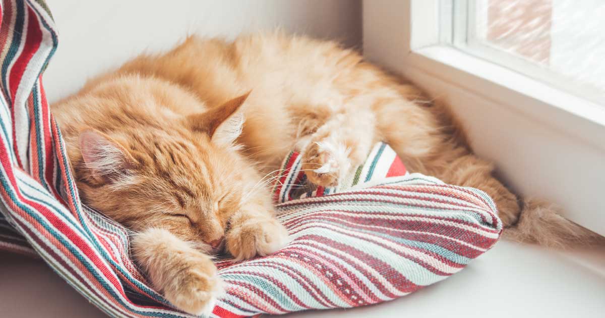 Three Cat Sleeping positions and their meaning