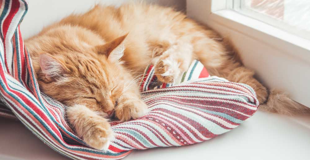 Tre posizioni in cui dormono i gatti e il loro significato