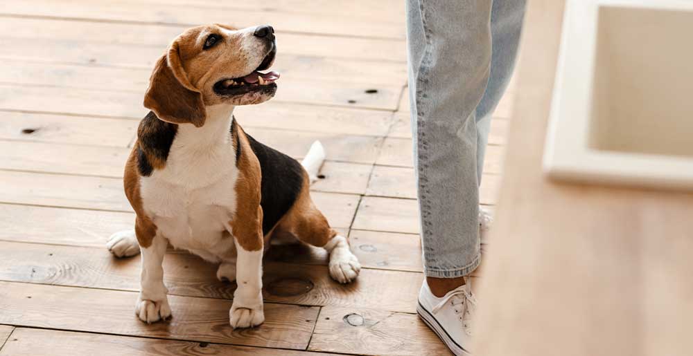 Educare un cane adulto: tre esercizi consigliati