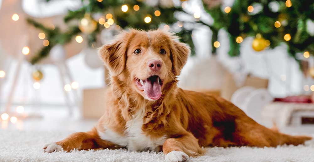 Natale con cani e gatti: tre consigli per le feste