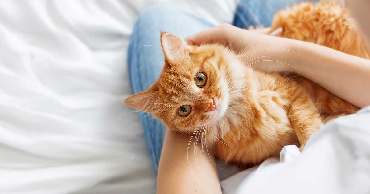 Gatto con on sale