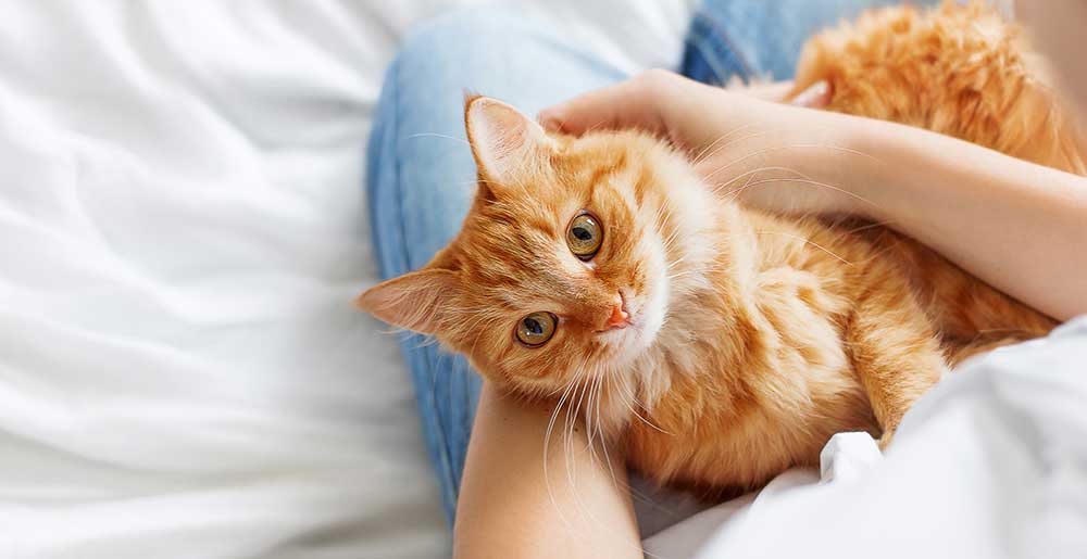 Cinque attività da fare ogni giorno con il tuo gatto