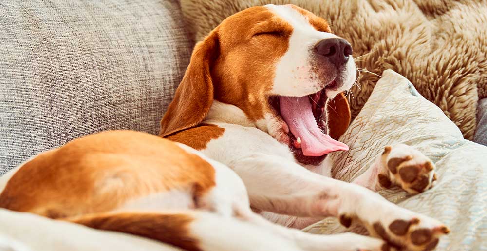 Quattro modi per far rilassare un cane