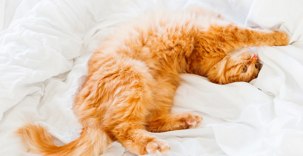 Perché il gatto dorme con noi? 5 motivi da scoprire