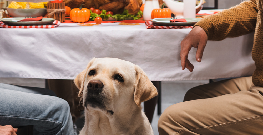 Come portare il cane a casa di amici o parenti