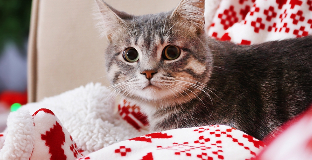 Come preparare un albero di Natale a prova di gatto