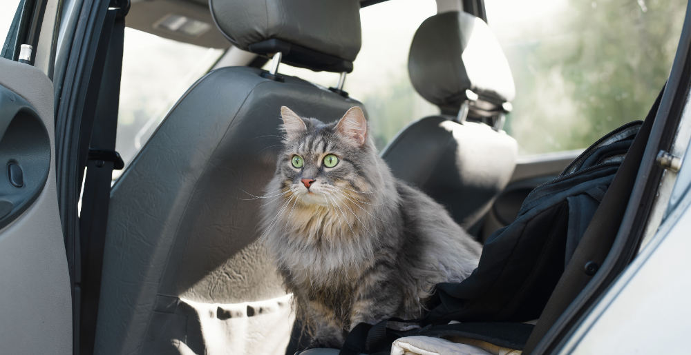 Viaggio in macchina con il gatto: le cose da sapere
