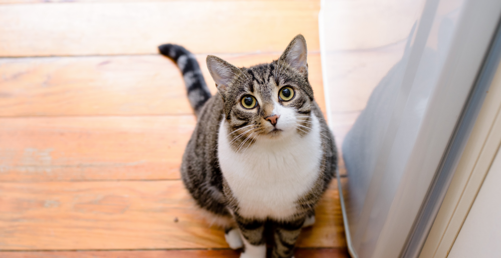 Come far ambientare un gatto in una nuova casa