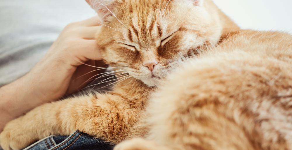 Perché i gatti fanno le fusa? 4 ragioni da scoprire