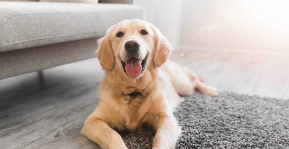 Come vedono i cani? 4 cose da sapere