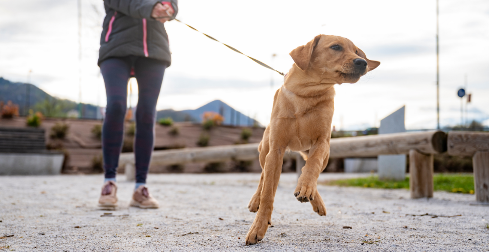Perché il cane tira al guinzaglio: cosa sapere