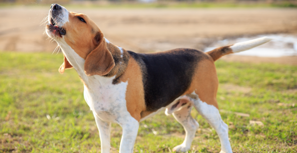 Come insegnare al cane a non abbaiare troppo: suggerimenti utili