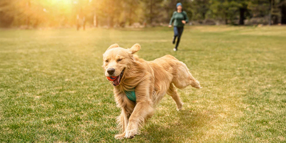 Vita all'aria aperta e buone norme di socialità: i segreti per un cane felice