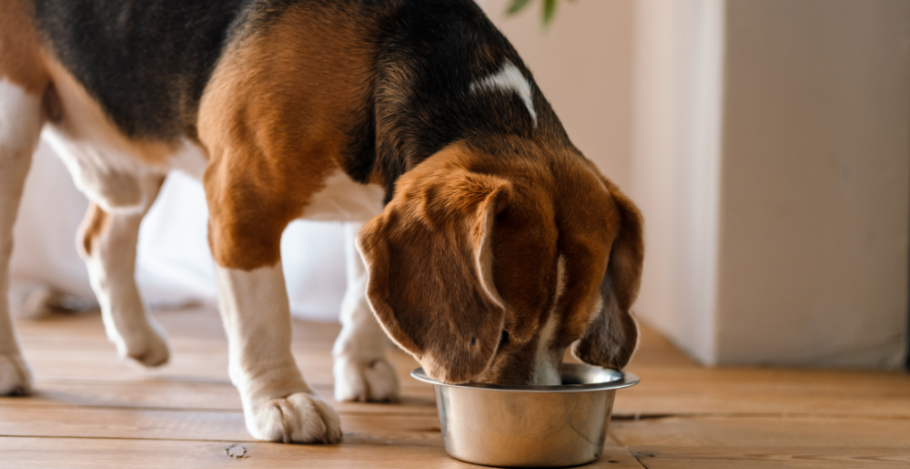 I 10 cibi da non dare ai cani (e quelli da scegliere)