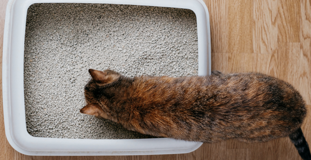 Come scegliere la lettiera per gatti