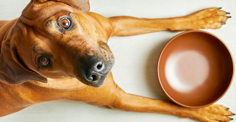 Guida all'alimentazione del cane adulto: scegliere il cibo ideale