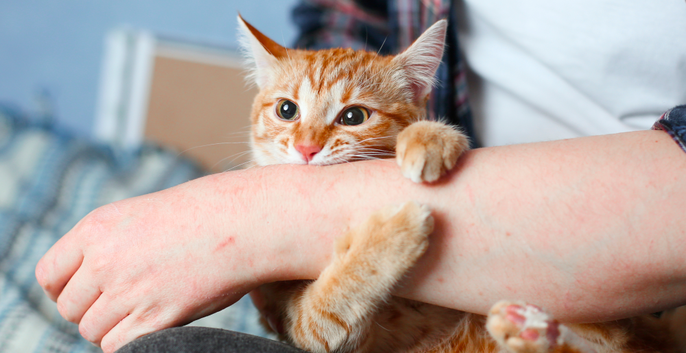 Perché i gatti mordicchiano gli umani? Le risposte che non ti aspetti!