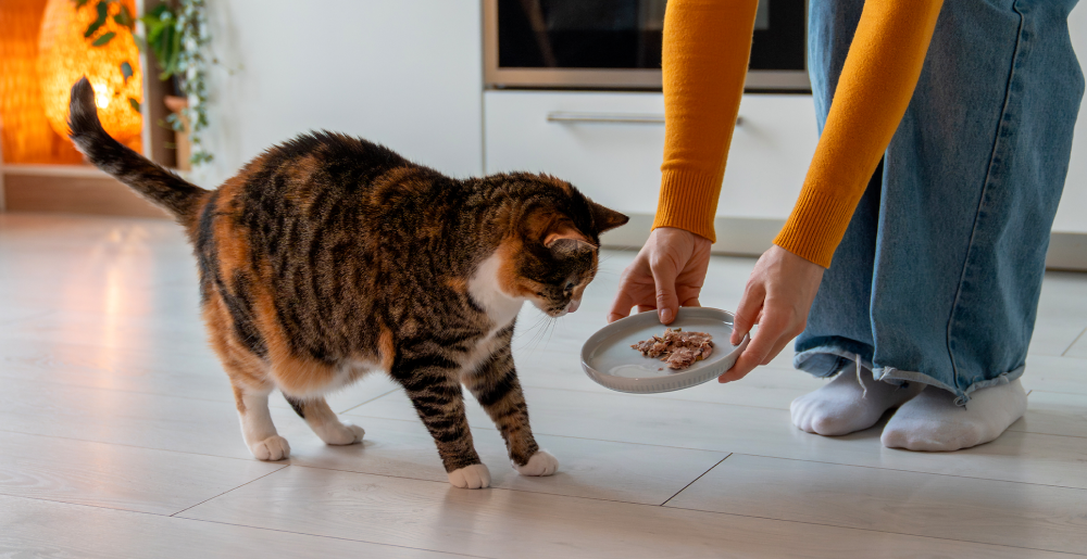 Guida all'alimentazione del gatto adulto: consigli e cose da sapere